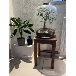 Stabelbar TOKYO skammel i akacie tr. Bruge det ude eller inde - VLG farve