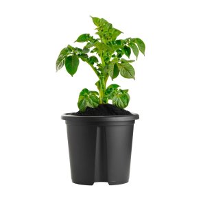 Praktisk kartoffelkrukke i PP-plast - �30 x H26 cm