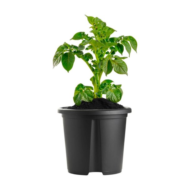 Praktisk kartoffelkrukke i PP-plast - �30 x H26 cm