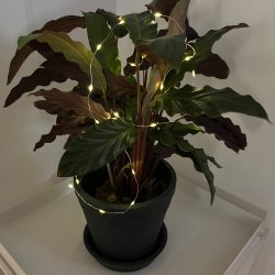 LED lavenergi lyskde mikro med rund batteriboks til indendrs brug