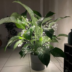 Udendrs lavenergi klynge LED lyskde med adapter. Sm klynger af LED lys - Vlg lngde p kden