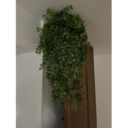 Grn Hngeplante - Plast BRING NATUREN INDENFOR!!  - Vlg Strrelse