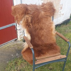 Lammskinn Island - l�ngh�rig - V�lj mellan Naturbrun eller Naturvit