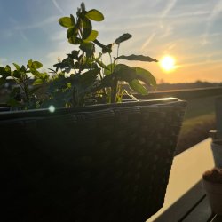 Julie altankasse med bjler - Vg farve