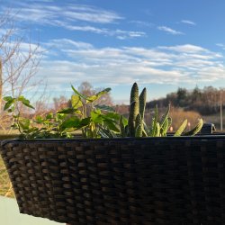 Julie altankasse med bjler - Vg farve