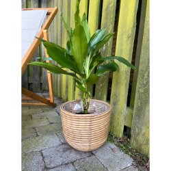 Luna Kurvest med 3 kurve - Hndflettet Naturlig Opbevaring