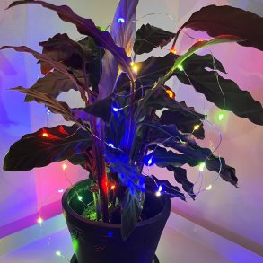 Lyskde M/40MINI LED M/TIMER T/BATTERI - IP20. MODERNE LYSKDE TIL INDENDRS BRUG!  Vlg strrelse!!