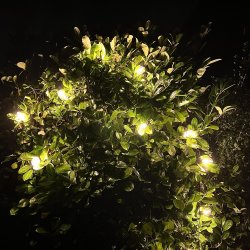 Partylights til parasol og andet. Skaber hygge om aftenen. Lavenergi LED kde - vlg farve p prene