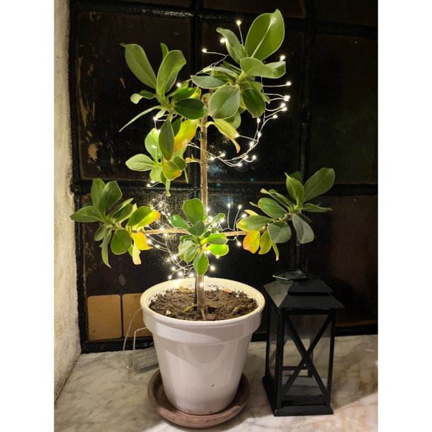 Sm� lavenergi LED klynge lysk�de med batteriboks - v�lg st�rrelse - 1-3 meter