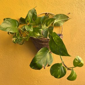 Vgkurv i flettet bananblade, med plastik indeni - Perfekt til planter!