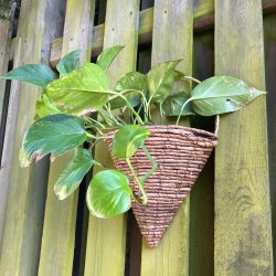 Vgkurv i flettet bananblade, med plastik indeni - Perfekt til planter!