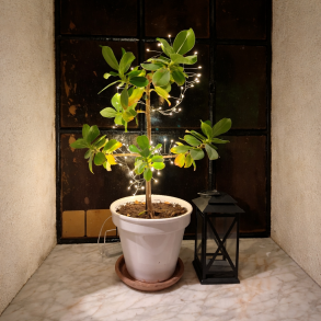 Sm� lavenergi LED klynge lysk�de med batteriboks - v�lg st�rrelse - 1-3 meter