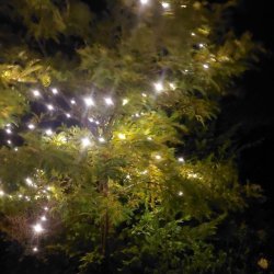 LED lavenergi lyskde med adapter IP44 til inde- og udendrs brug - Vlg strrelse