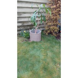 St af plantekurve i 4 forskellige strrelser - UV-beskyttet polyrattan