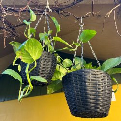 Alsidig og dekorativ hngende urtepotte