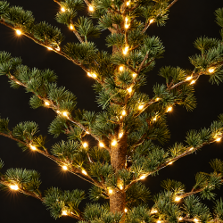 Cedertr� med LED lavenergi LED lys til indend�rs brug - V�lg st�rrelse
